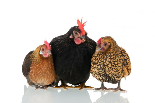 Old Biddies Chickens Wall Decal