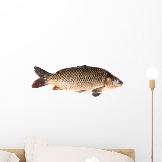 Carp Fish Wall Decal