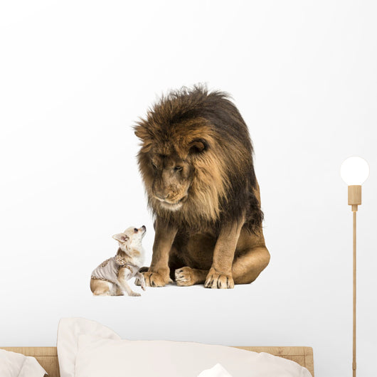 Lion sitting and looking at a chihuahua dressed