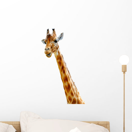 Isolated head of chewing giraffe Wall Decal