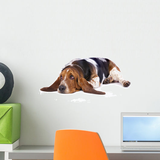 Basset hound dog lying on a white background