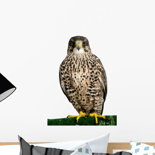 A Peregrine Falcon Poses for the Camera
