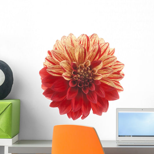 dahlia