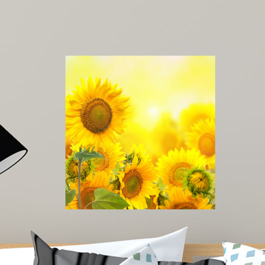 Field with sunflowers. isolation Wall Mural