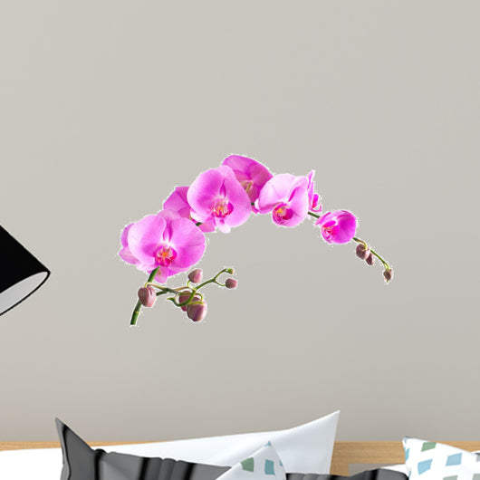 Orchid Falenopsisseriya Images Wall Decal