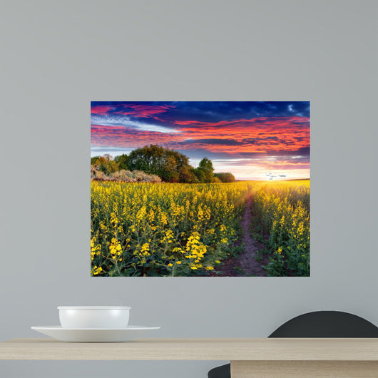 Summer landscape with a field of yellow flowers.