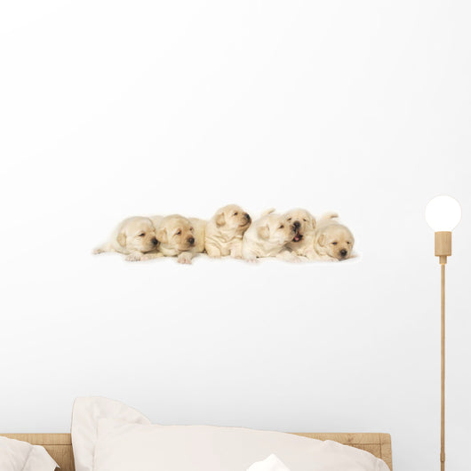 Yellow Labrador Puppies Wall Decal