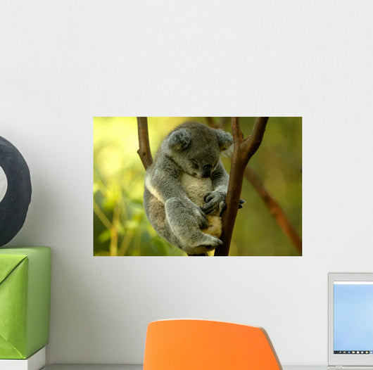 Australian Koala