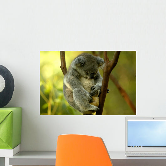 Australian Koala