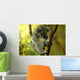 Australian Koala