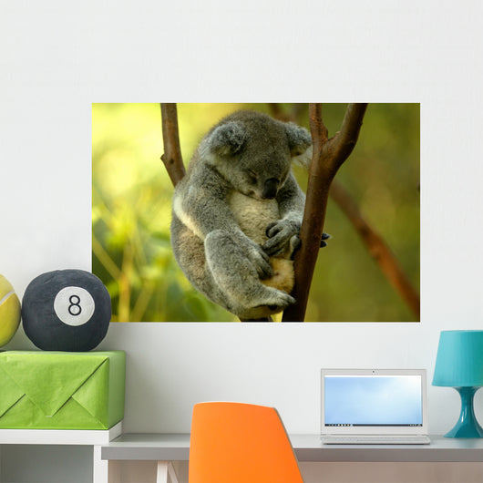 Australian Koala