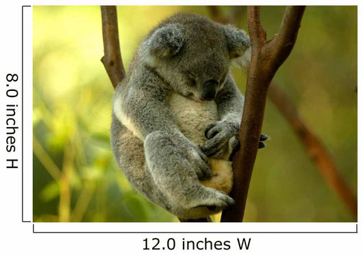 Australian Koala