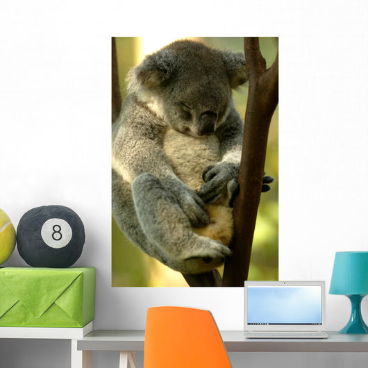 Australian Koala Wall Mural