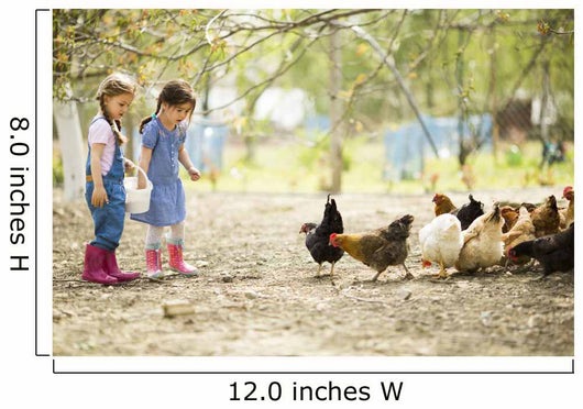 Two little girl feeding chickens