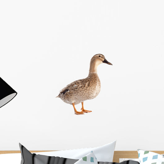 female duck