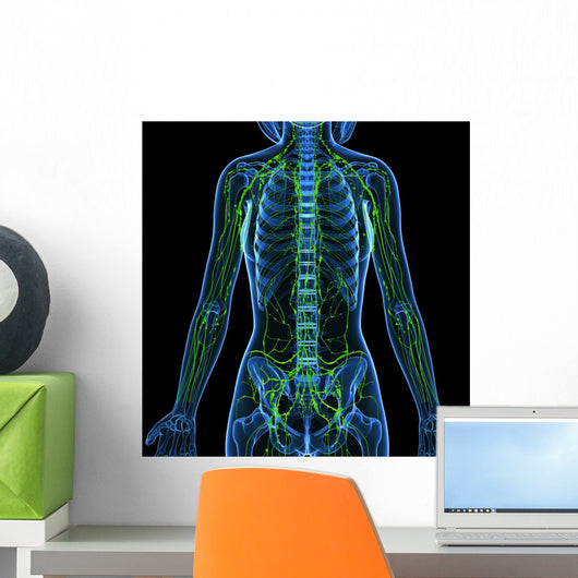 3D Anatomy Female Lymphatic Wall Decal