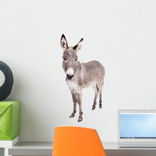 Pretty Donkey Isolated on the White Background