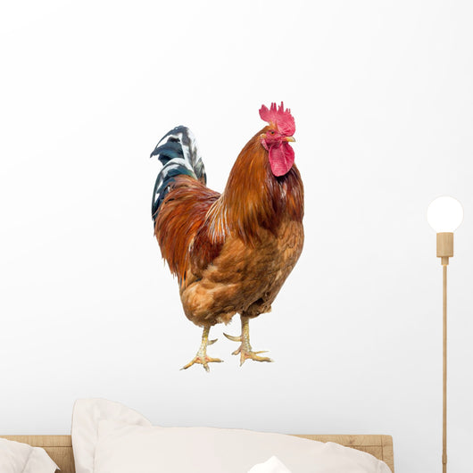Red Cock