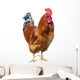 Red Cock