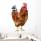 Red Cock