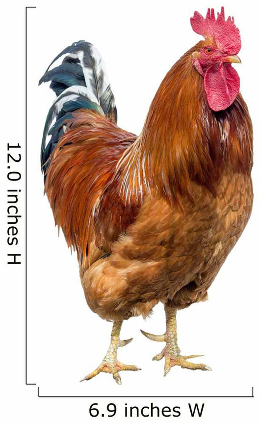 Red Cock