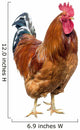 Red Cock