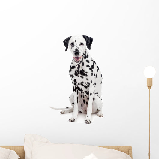 Beauty Dalmatian Dog, Isolated on White Background Wall Decal
