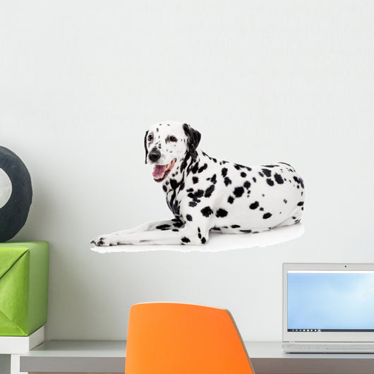Beauty Dalmatian Dog, Isolated on White Background