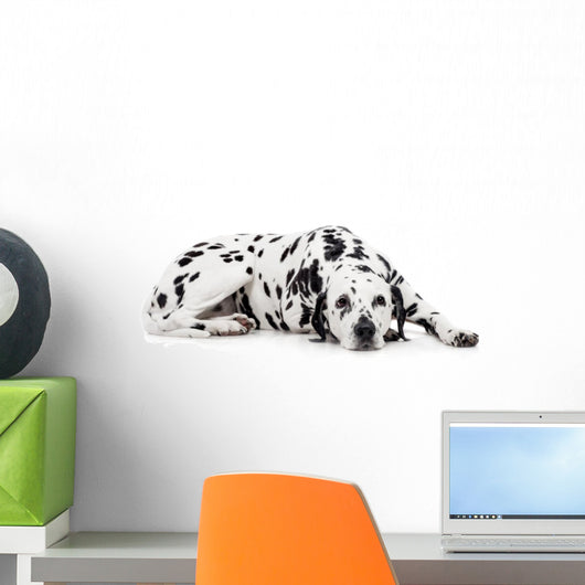 Beauty dalmatian dog, isolated on white background Wall Decal