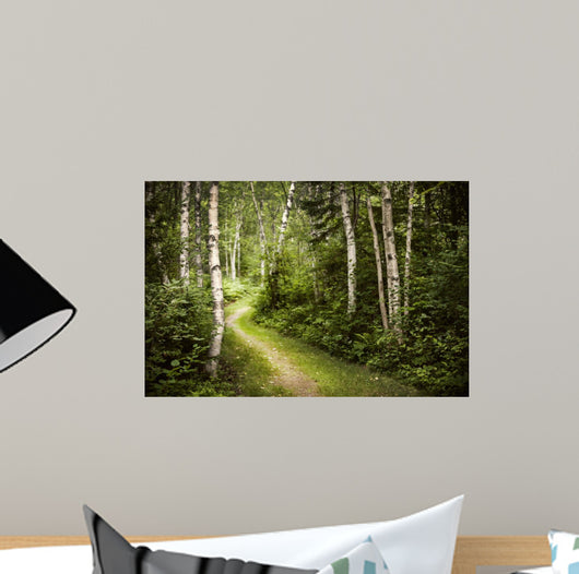 Path in Green Summer Forest