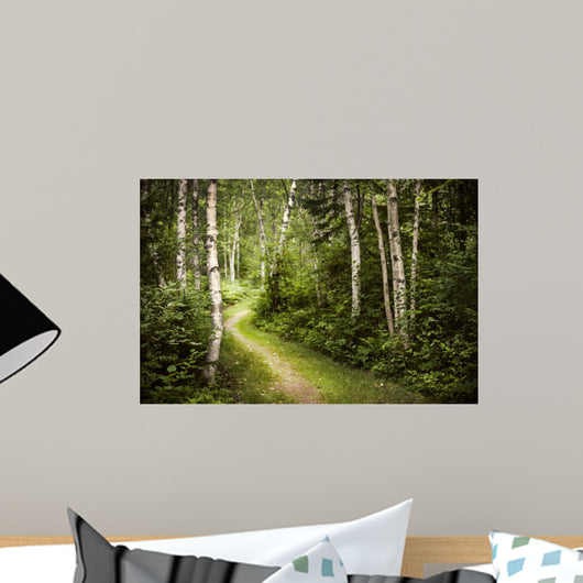 Path in Green Summer Forest