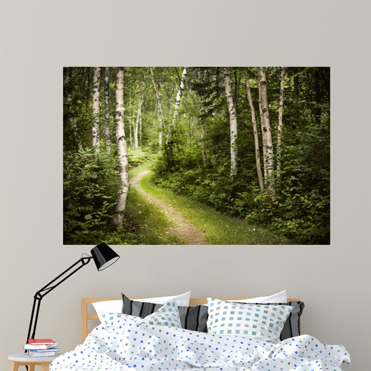 Path in Green Summer Forest