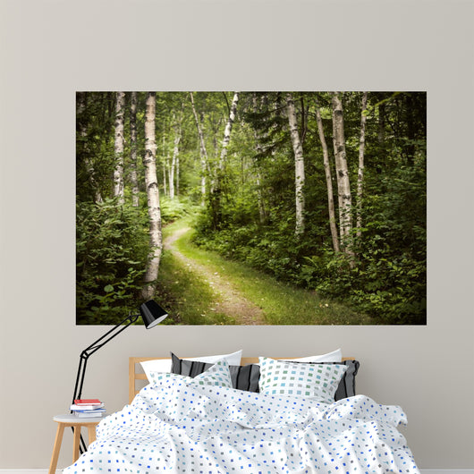 Path in Green Summer Forest