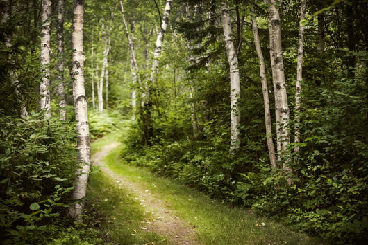 Path in Green Summer Forest