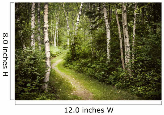 Path in Green Summer Forest
