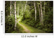 Path in Green Summer Forest