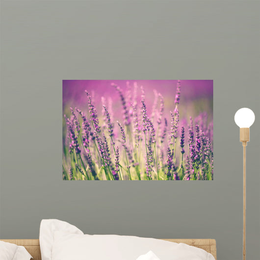 Lavender flower