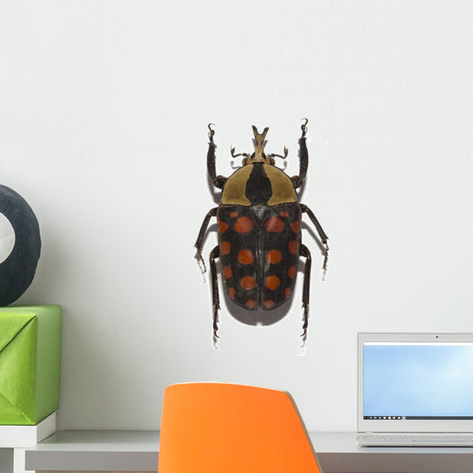 tropical beetle collection amaurodes passerinii nigricans Wall Decal