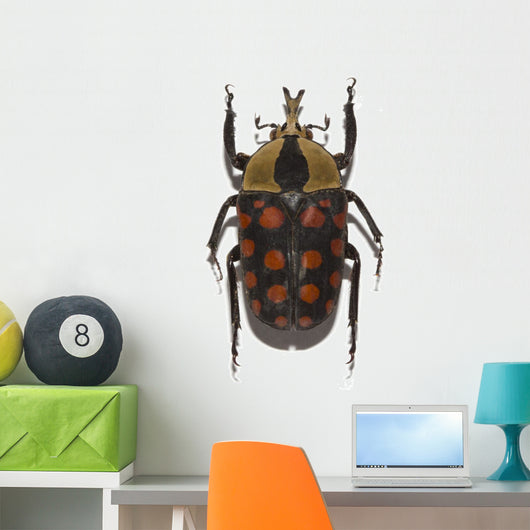 tropical beetle collection amaurodes passerinii nigricans Wall Decal