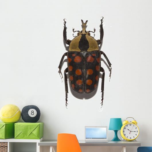 tropical beetle collection amaurodes passerinii nigricans Wall Decal