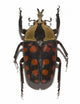 tropical beetle collection amaurodes passerinii nigricans Wall Decal