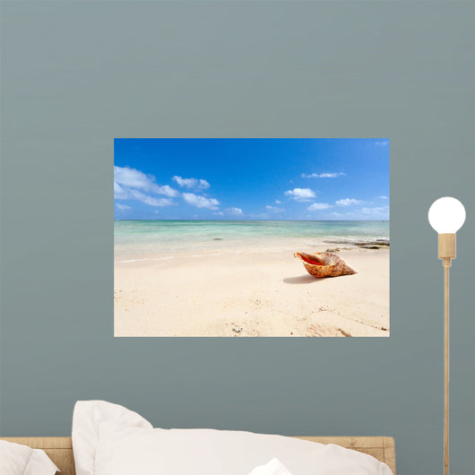 shell on beach of Mauritius