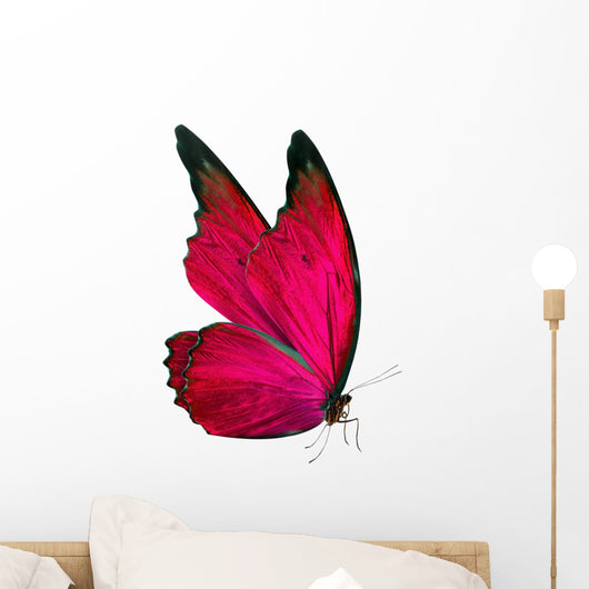 beautiful butterfly isolated on white