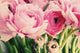 pink flowers Wall Mural