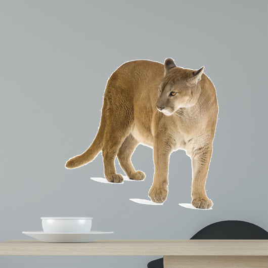Puma 17 Years - Puma Concolor