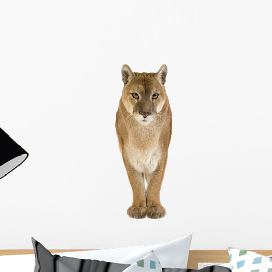 Puma 17 Years - Puma Concolor Wall Decal