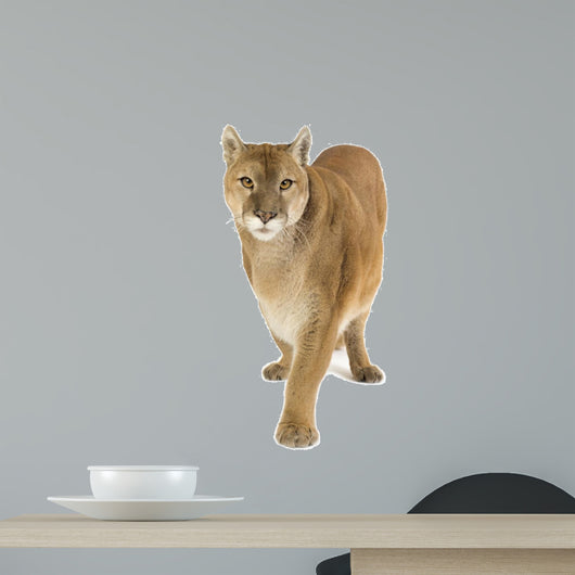Puma 17 Years - Puma Concolor