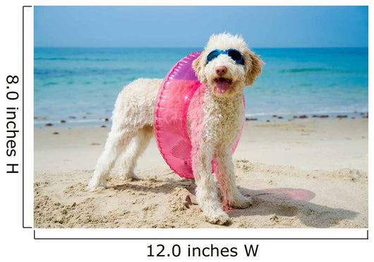 Hund am Strand