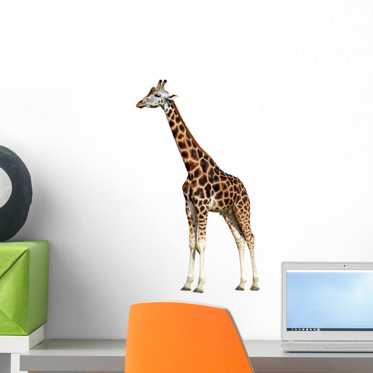 Giraffe Isolated