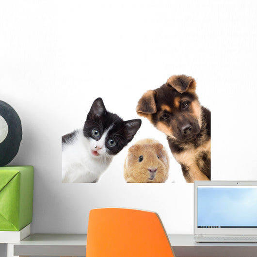 Puppy and kitten and guinea pig